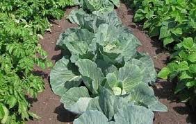 cabbage plants growing in the garden