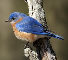 bluebird sitting on a branch