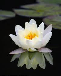 pond lily in full bloom
