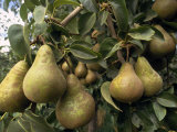 pears hanging from the pear tree