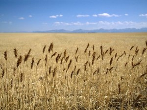 amber grasses waving across the plains
