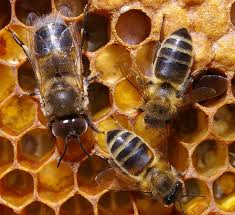 queen and worker bees on the hive