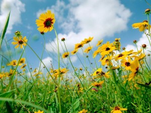 field of bright yellow coreopsis against a blue sky