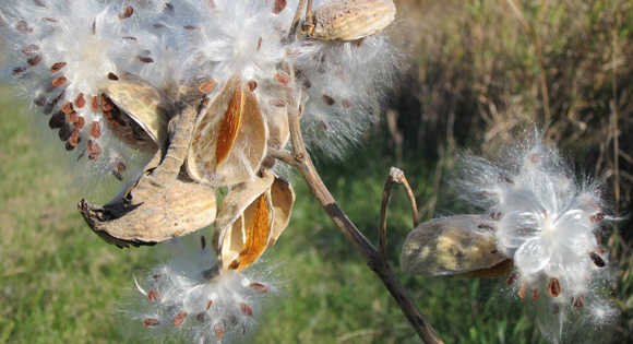 Milkweed pods contain hundreds of brown seeds, each with a silky parachute that carries the seeds away with the wind. 