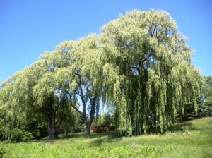 giant willow tree by Lost Lake