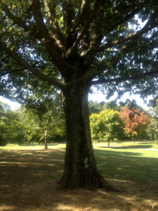 Prospect Park - my tree sm