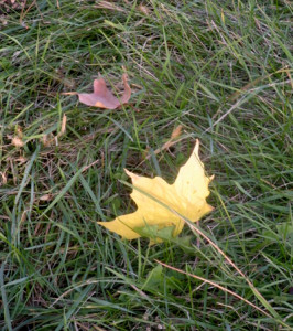 yellow leaf sm