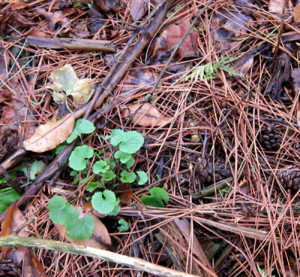 tender green shoots in woodland floor