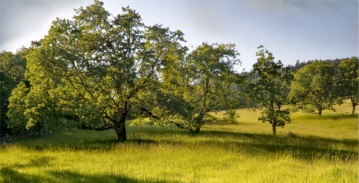 oak-savanna
