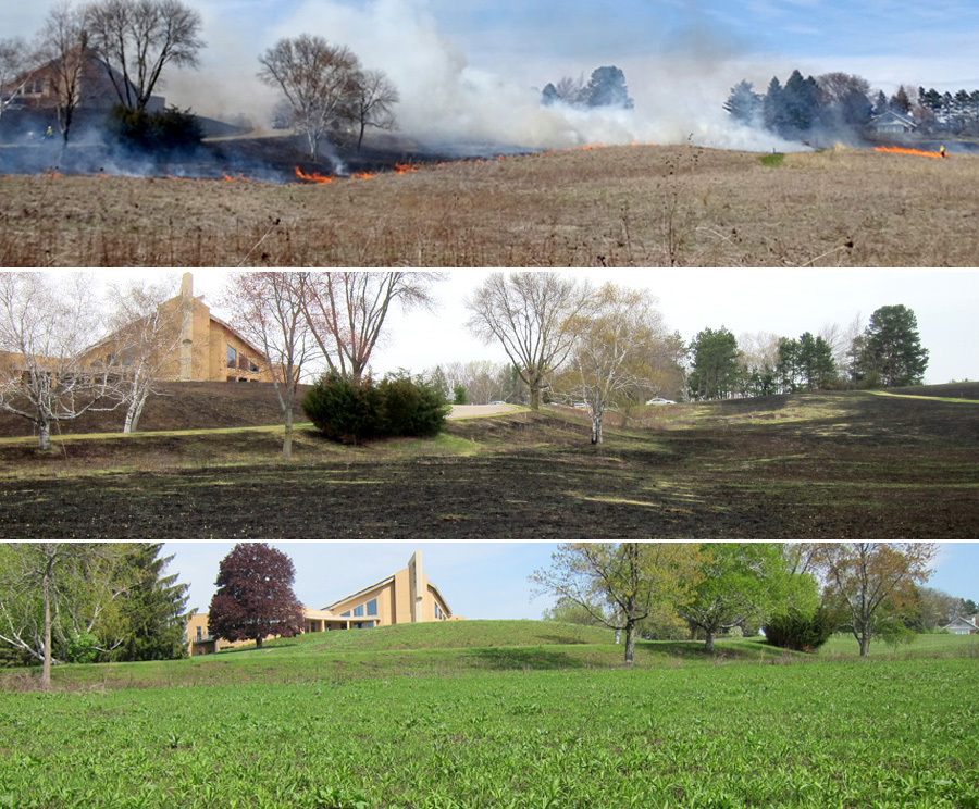 collage showing burned prairie, same area with some regrowth and same area with extensive green regrowth