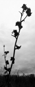 Compass plant standing alone and dry in the fall