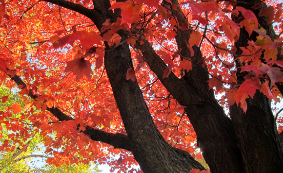 Sturdy tree trunks, surrounded by brightly colored fall leaves, reaching upward 