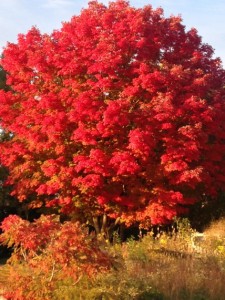 Maple tree with blazing red fall leaves