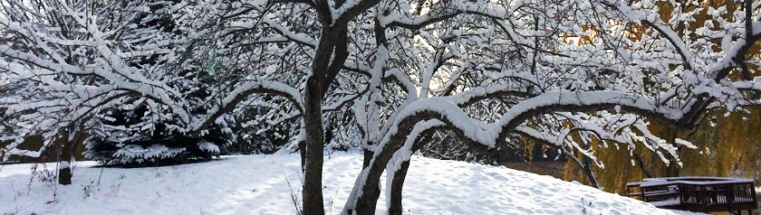 brightly lit, snow-covered tree branches casting shadows on the snow