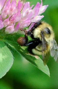 Bee resting on a pink clover head