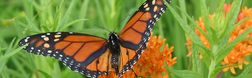 Monarch on butterfly weed