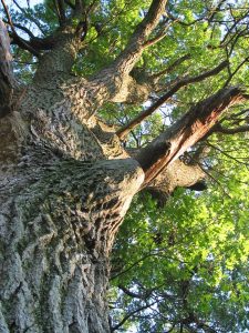 Viewing an oak tree from a new perspective - looking up from the ground, along the trunk and into the treetop.