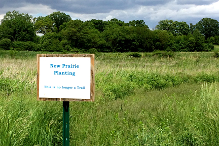 Trail sign "New Prairie Planting" standing in front of overgrown path. Begin again.